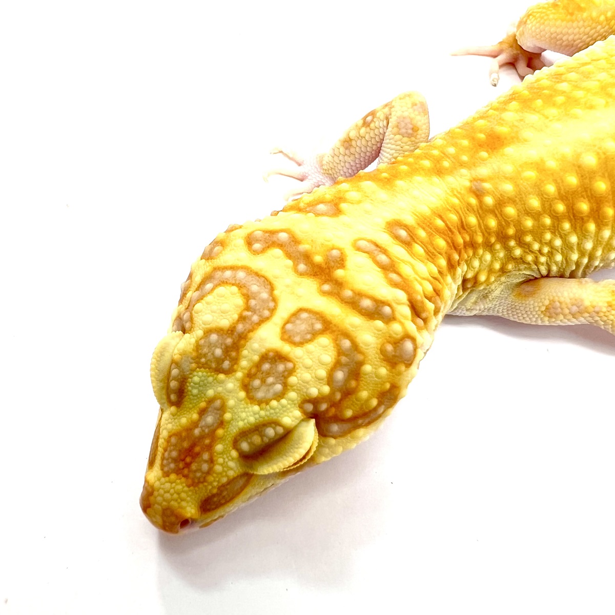 Jungle Copper Designer Leopardgecko Jungle Copper Designer Leopardgecko
