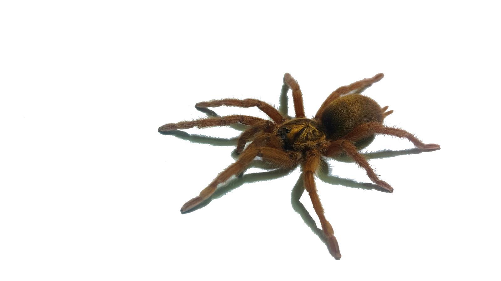 Neoholothele  incei