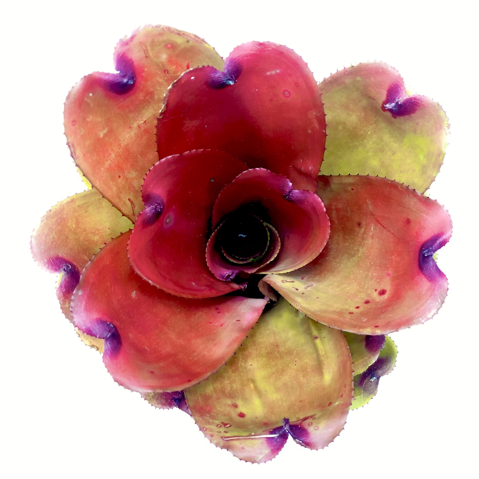 Neoregelia royal cordovan Hybrid