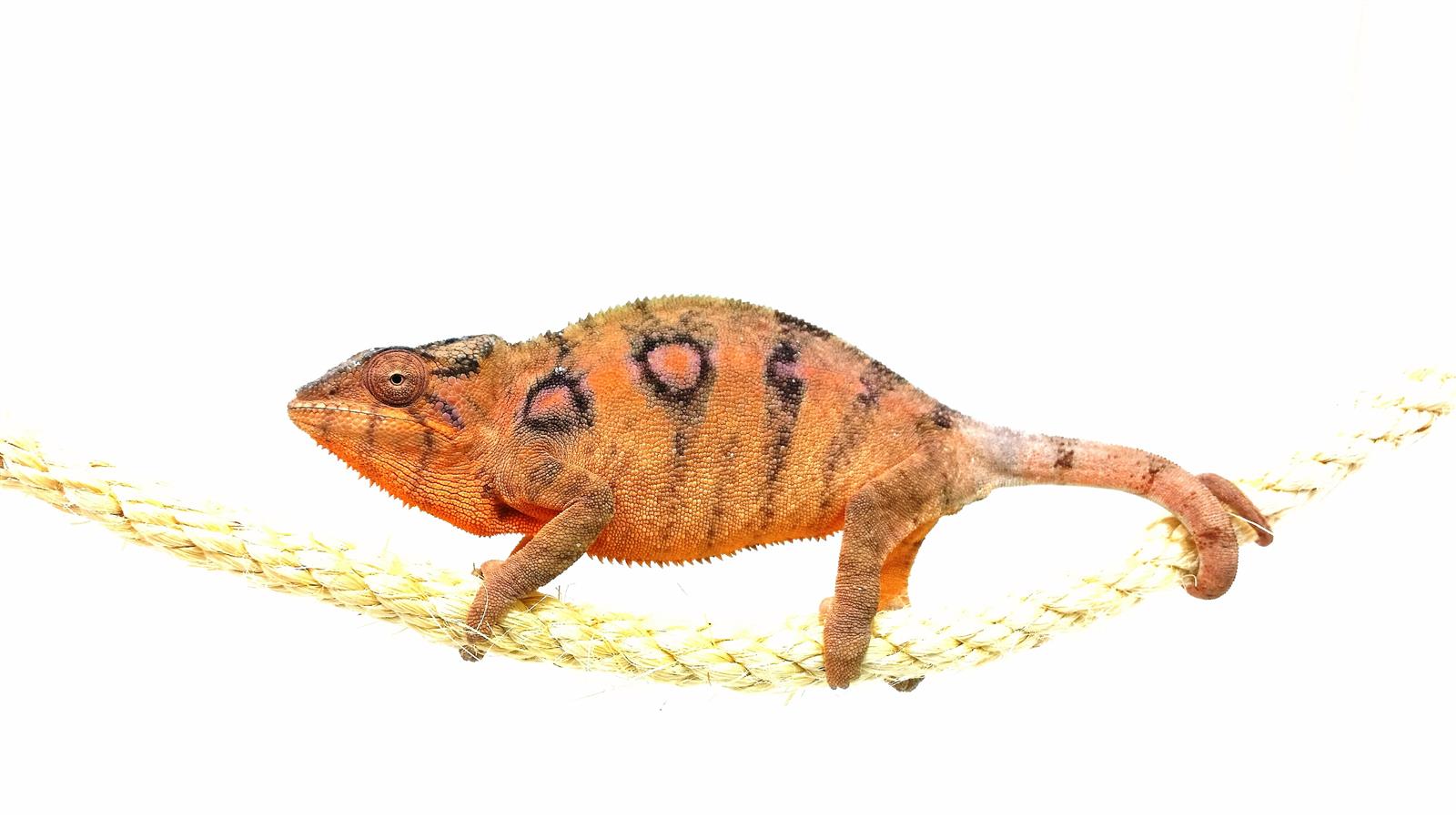 Furcifer pardalis Ambilobe Red Bar Weibchen Furcifer pardalis Ambilobe Red Bar Weibchen