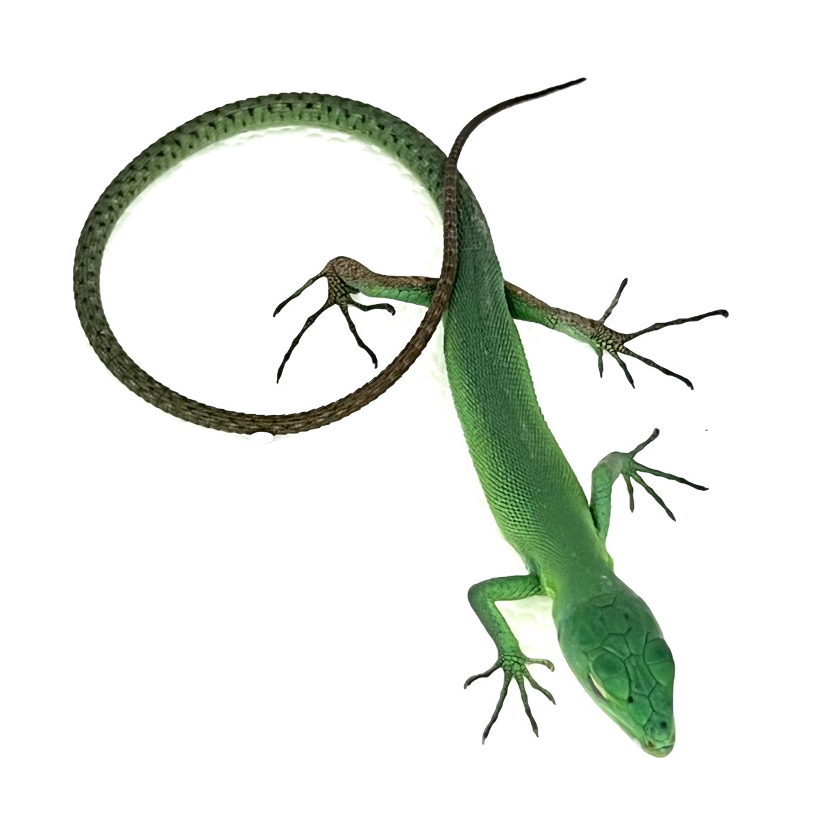 Grüne Baum-Eidechse Gastropholis prasina