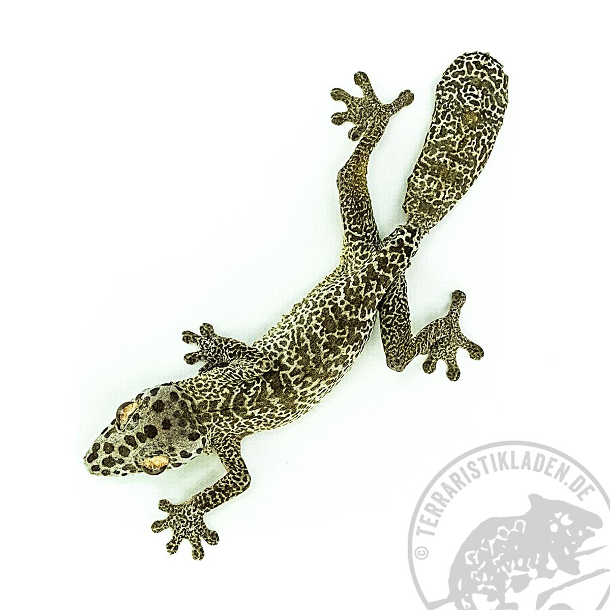 Uroplatus henkeli Blattschwanzgecko