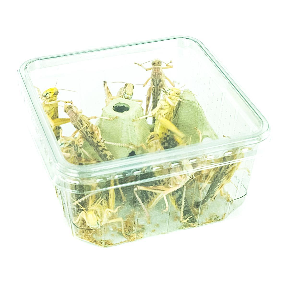  Groß-Einzeltier-1 Stk.