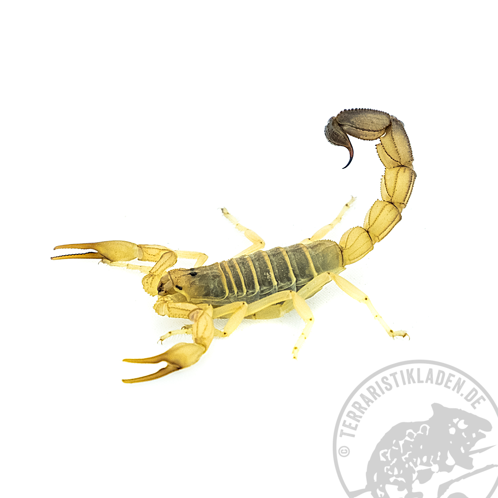 Androctonus australis