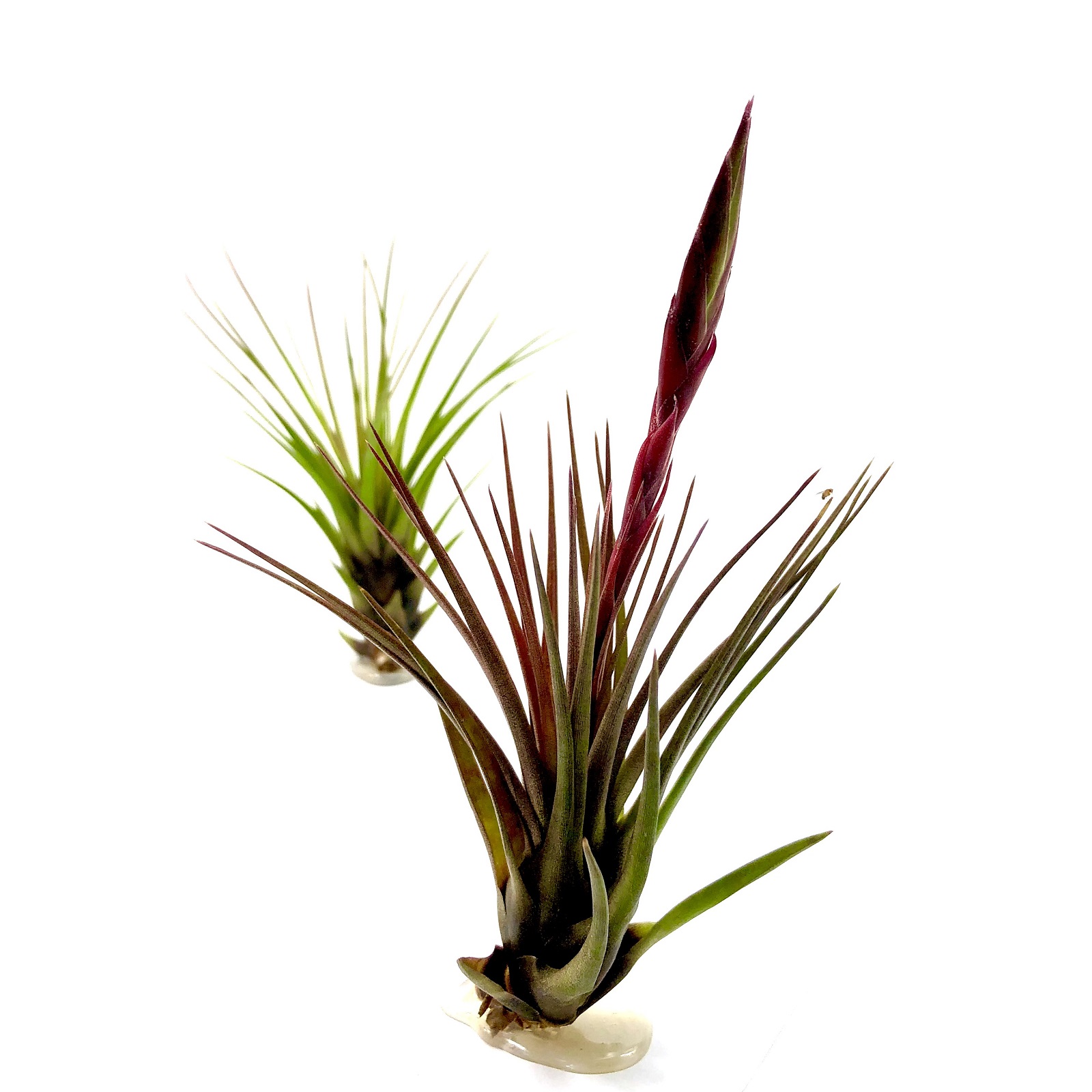 Tillandsia melanocrater tricolor