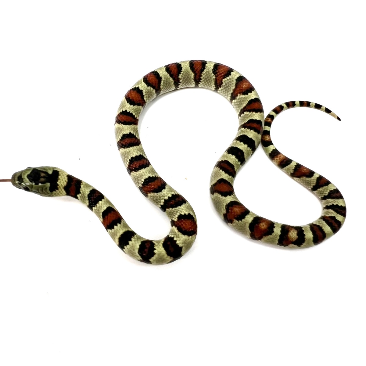 Lampropeltis mexicana greeri