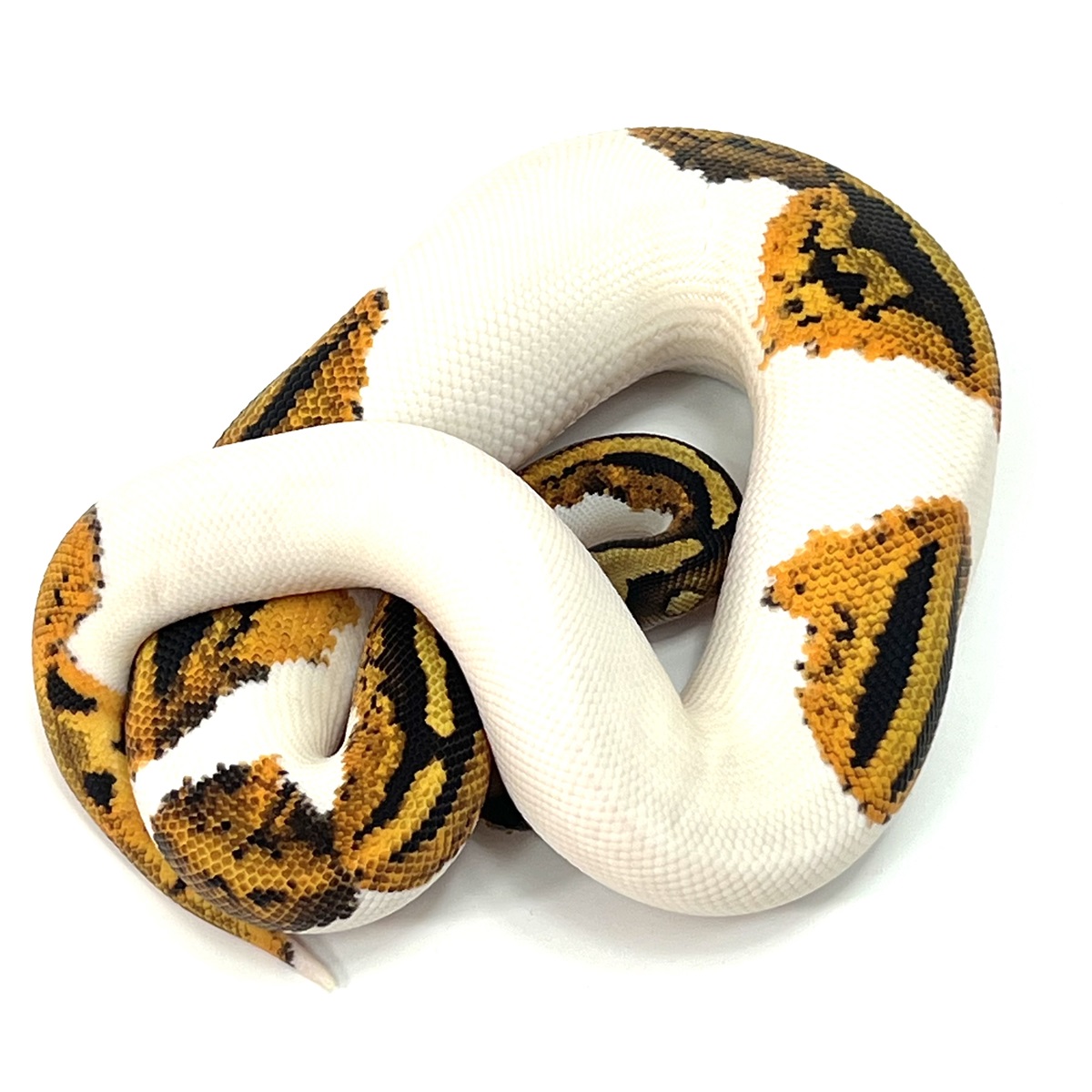 Yellowbelly Piebald