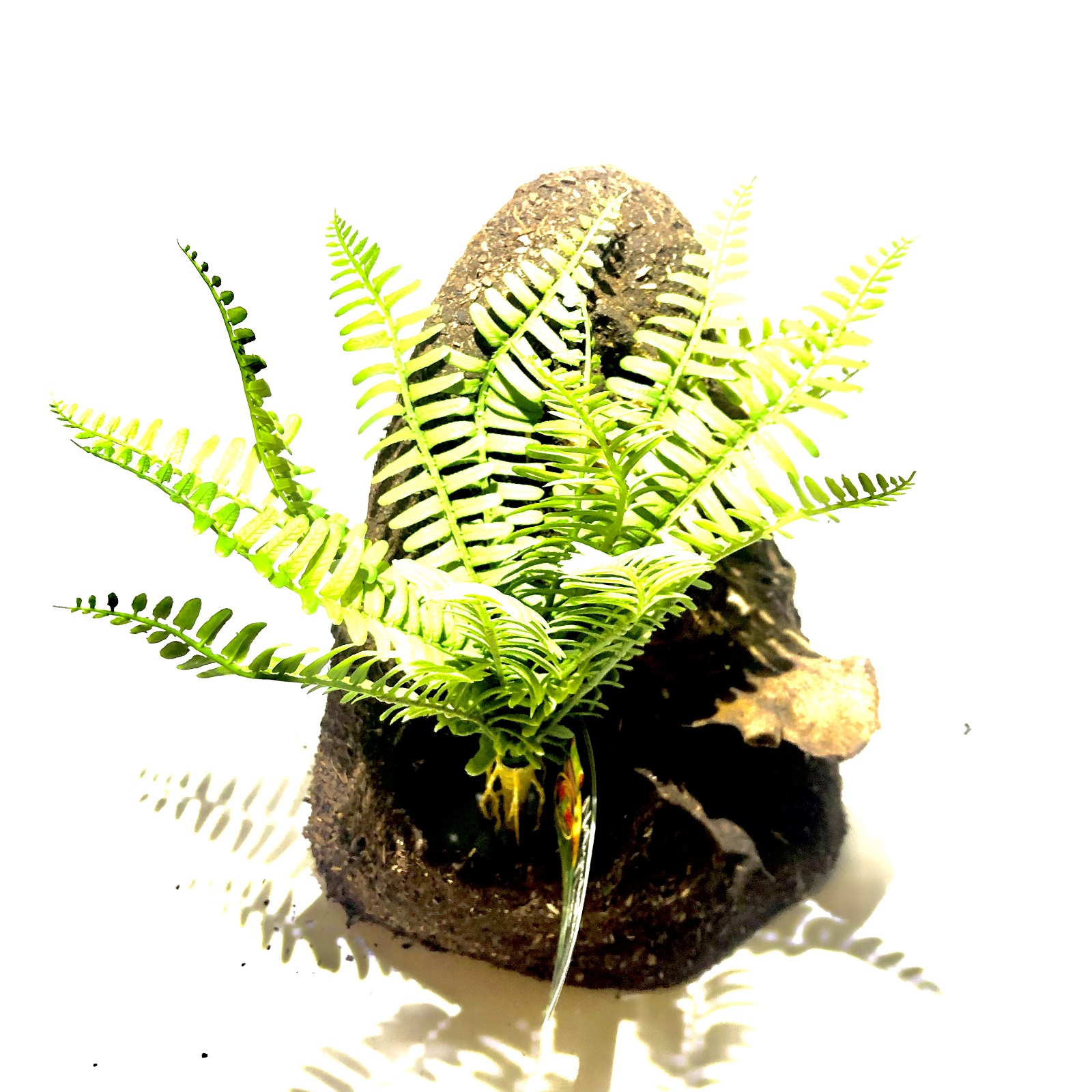 Schwertfarn Terrarienpflanze Sword Fern