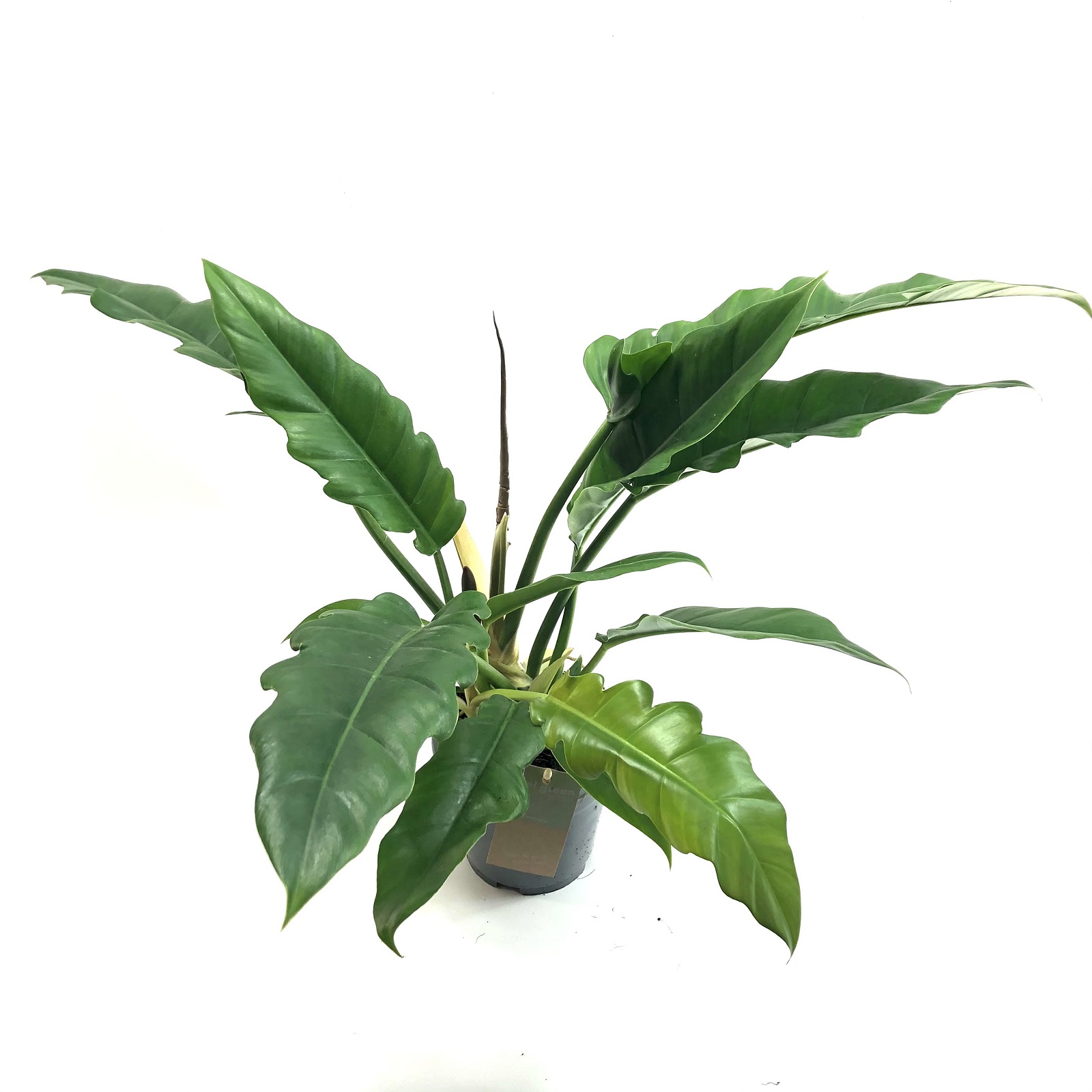 Philodendron narrow