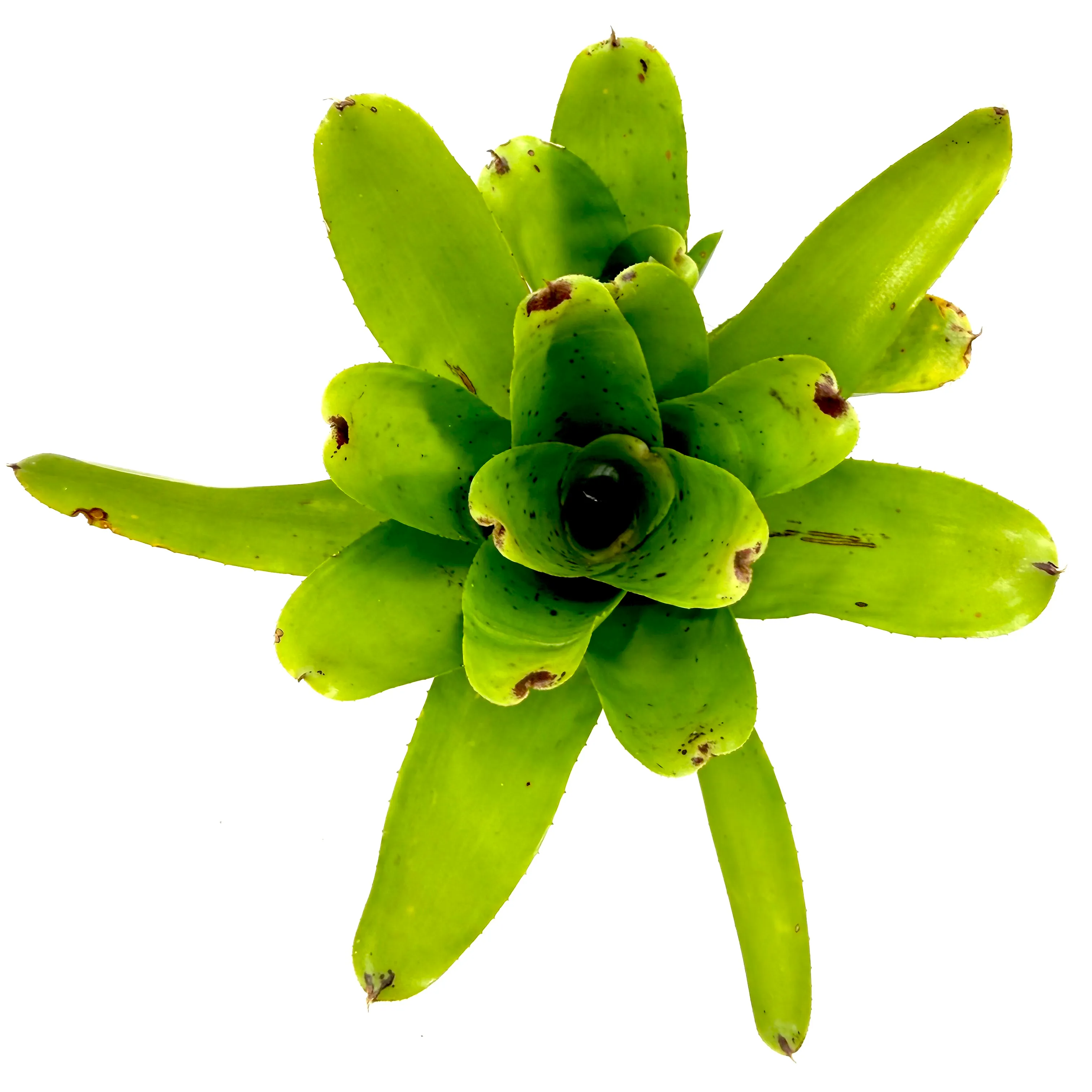 Neoregelia kautskyi 'Golden Chalice'