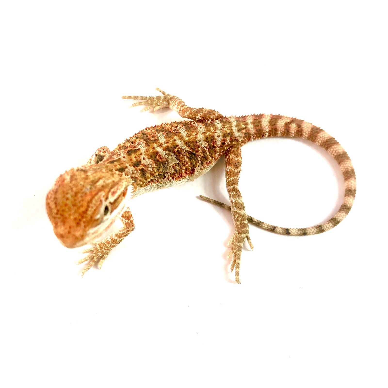 Designer Bartagame