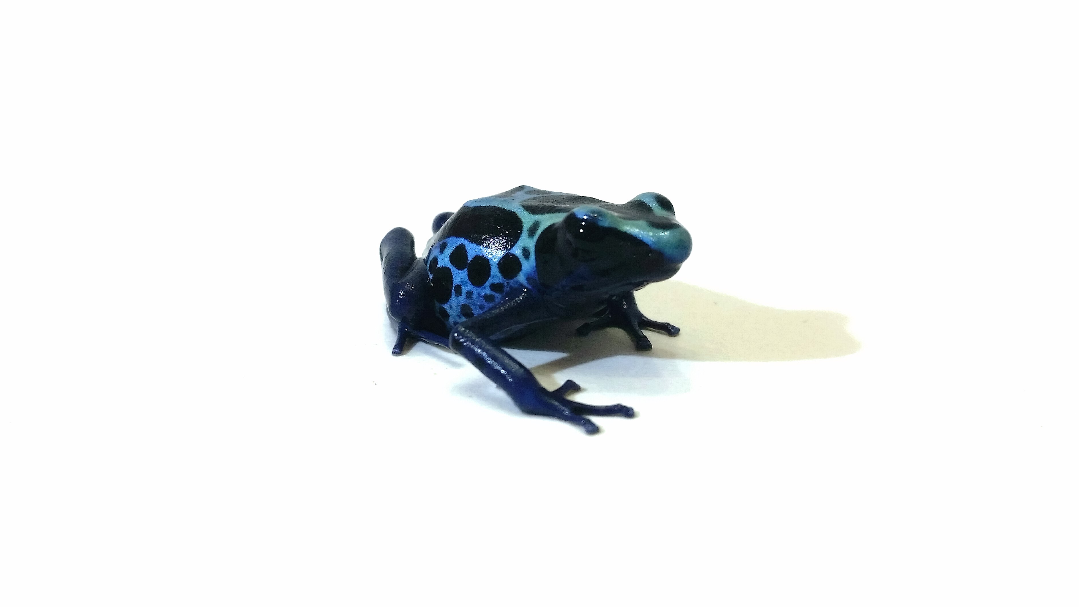 Dendrobates tinctorius blue Simpalawini