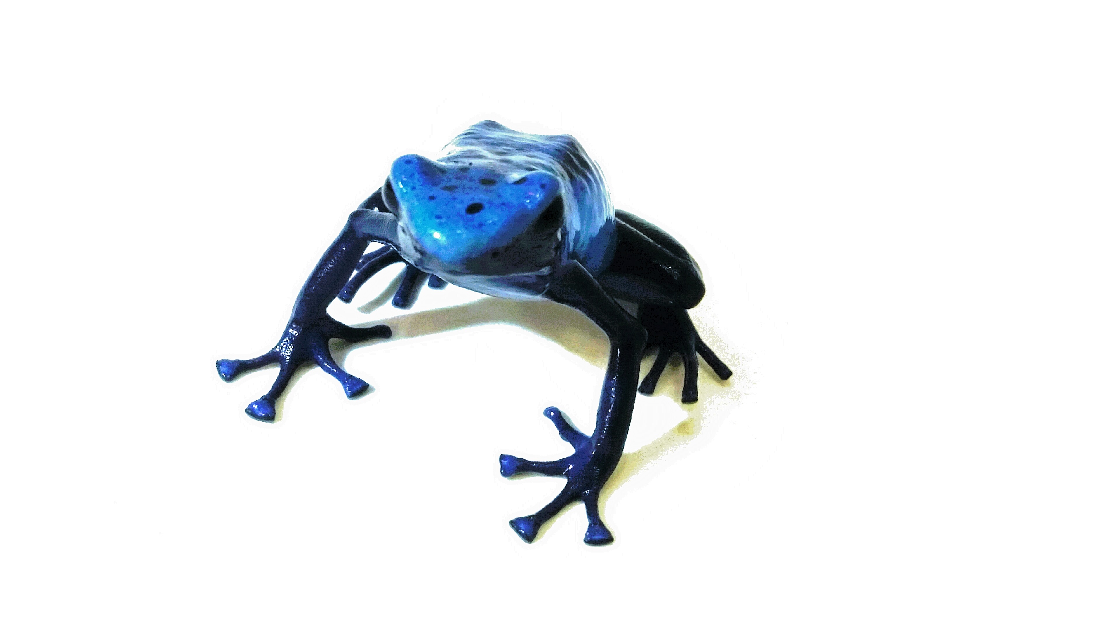 Färberfrosch Dendrobates t. azureus Zuchtreif