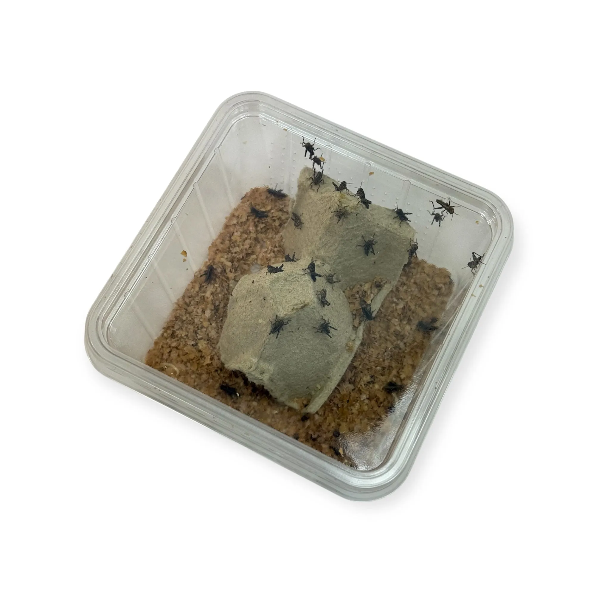 Wanderheuschrecken Klein