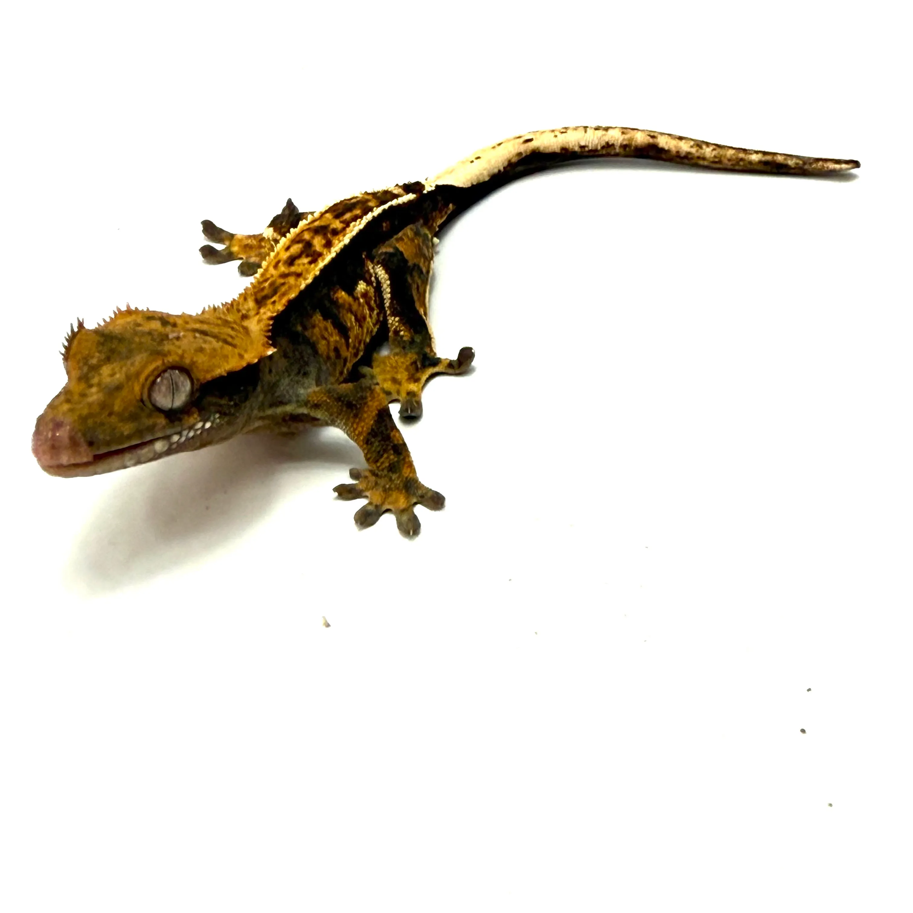 Halloween Pinstripe Kronengecko