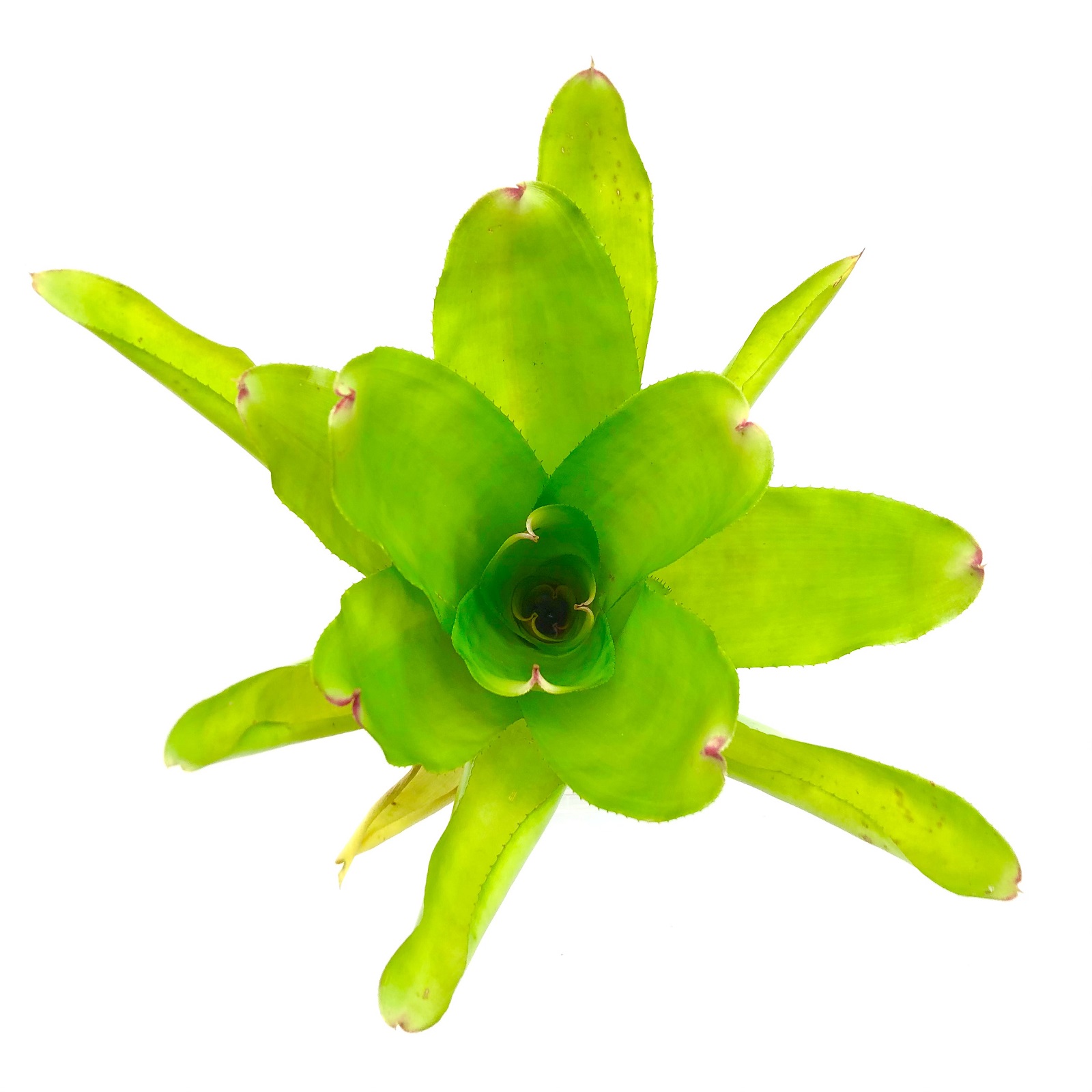 Neoregelia victoria secret