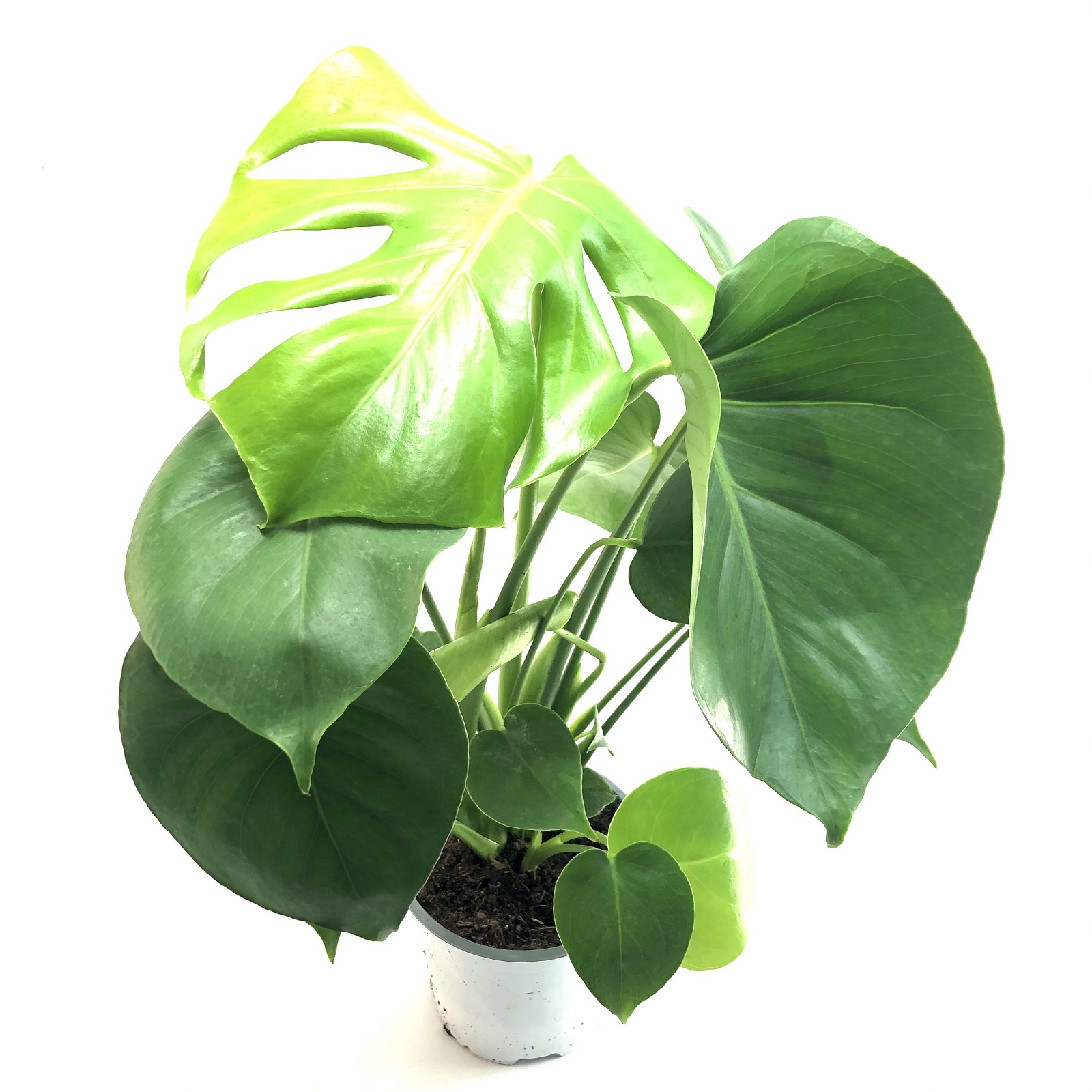Monstera deliciosa