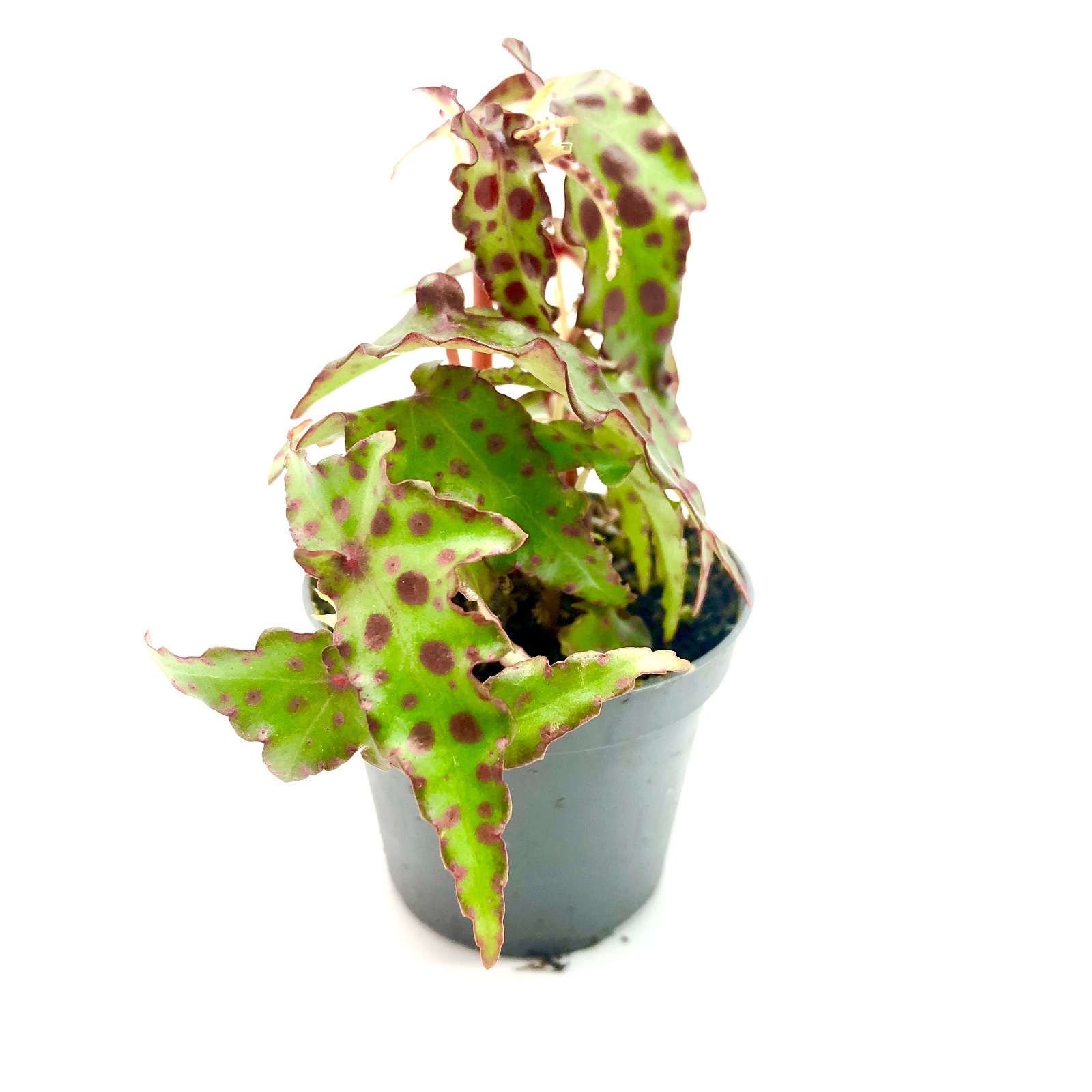 Begonia amphioxus