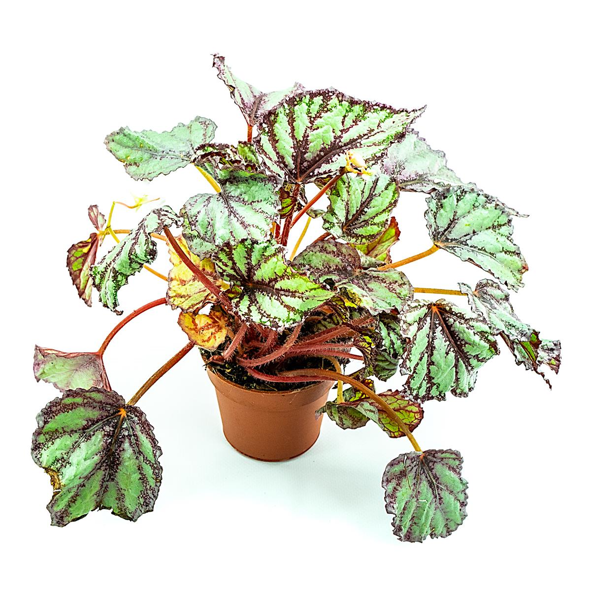 Blattbegonie Begonia rex silver green