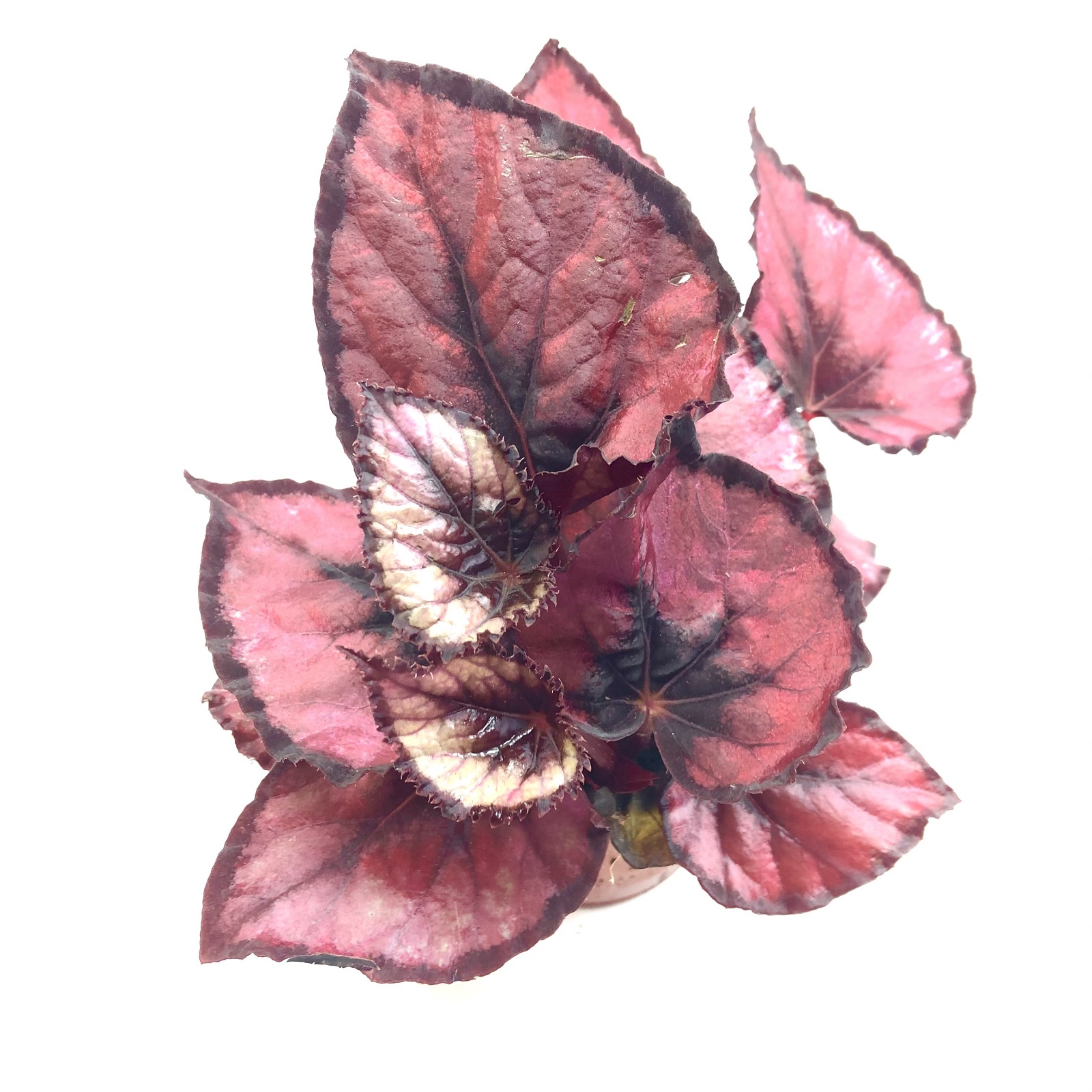 Begonia rex rot Blattbegonie