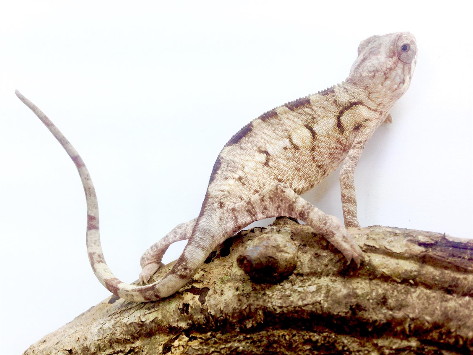 Pantherchamäleon Nosy Mitsio Weibchen