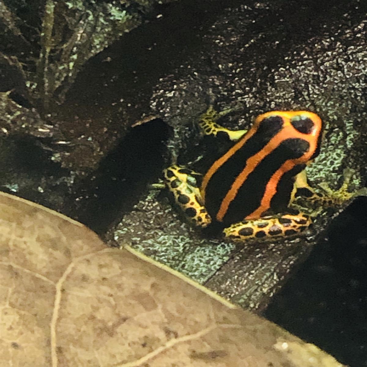 Ranitomeya uakarii golden legs