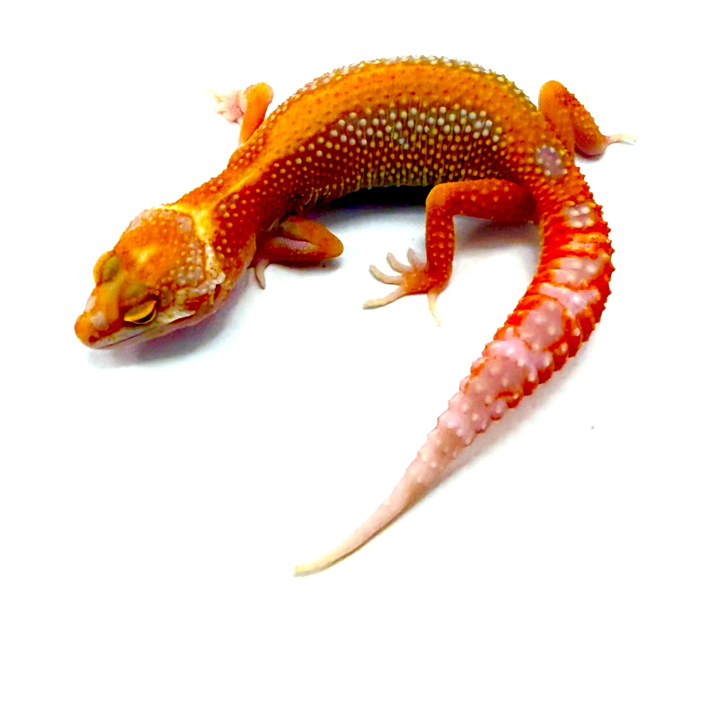 Red Diamaond Tangerine - Firebold - Albino Tremper - Pos het Eclipse