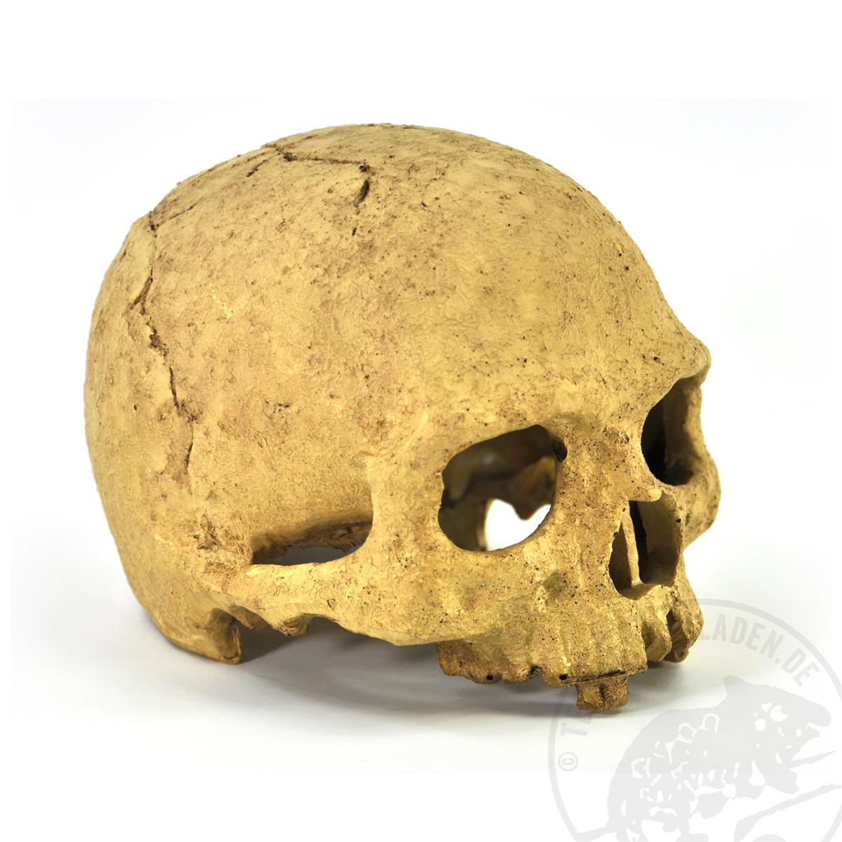 Exo Terra Primate Skull