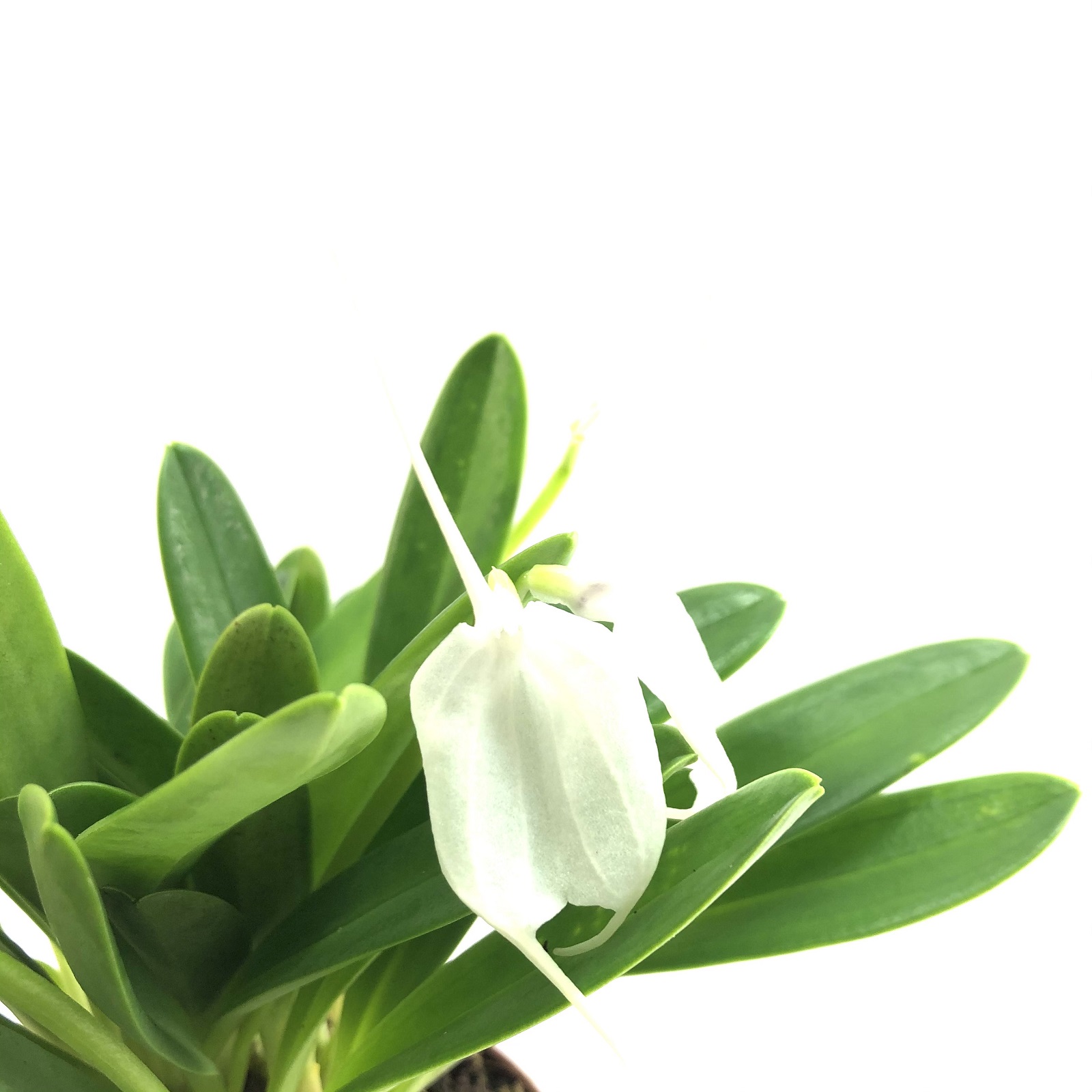 Masdevallia spec.