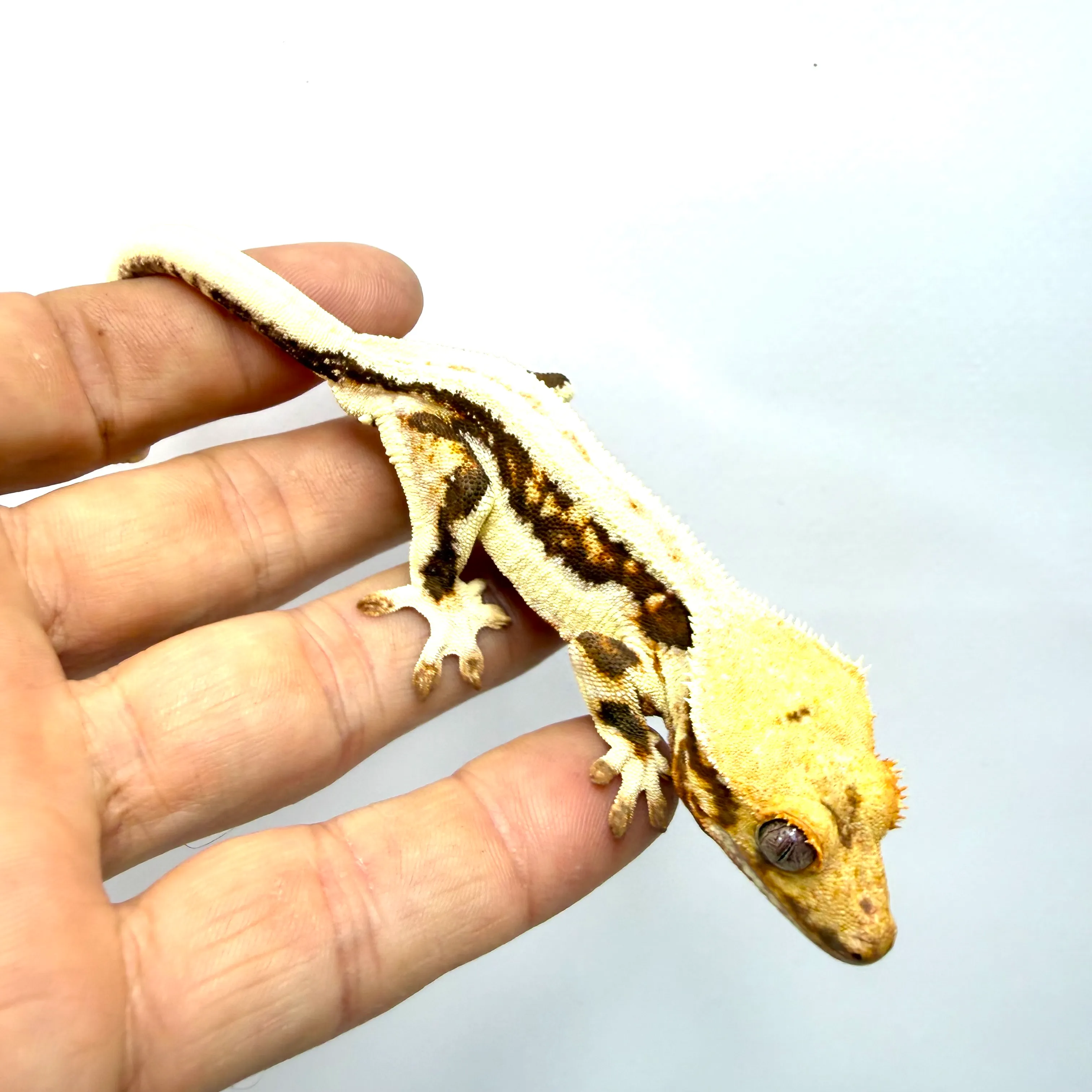 Lilly White Kronengecko