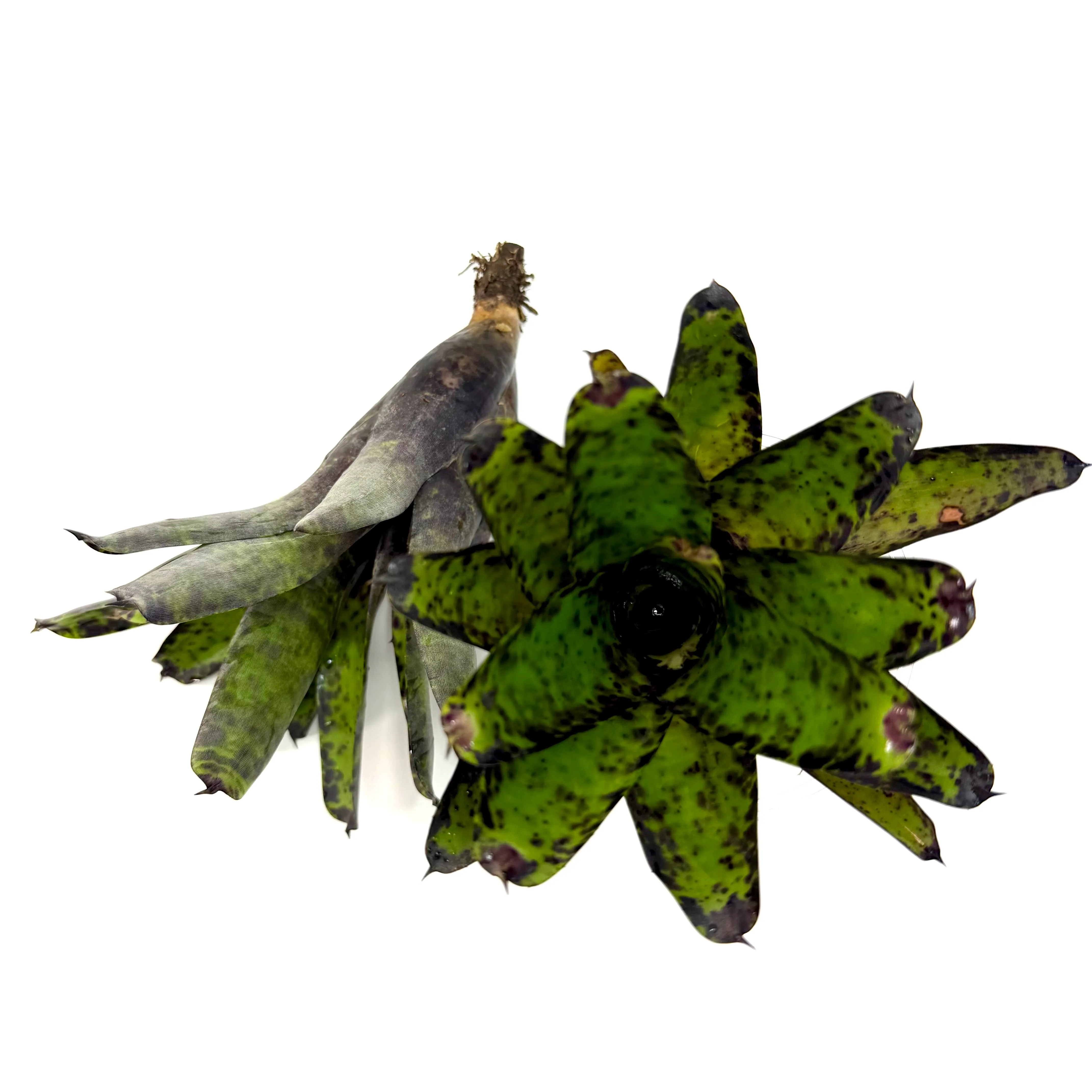 Neoregelia tristis