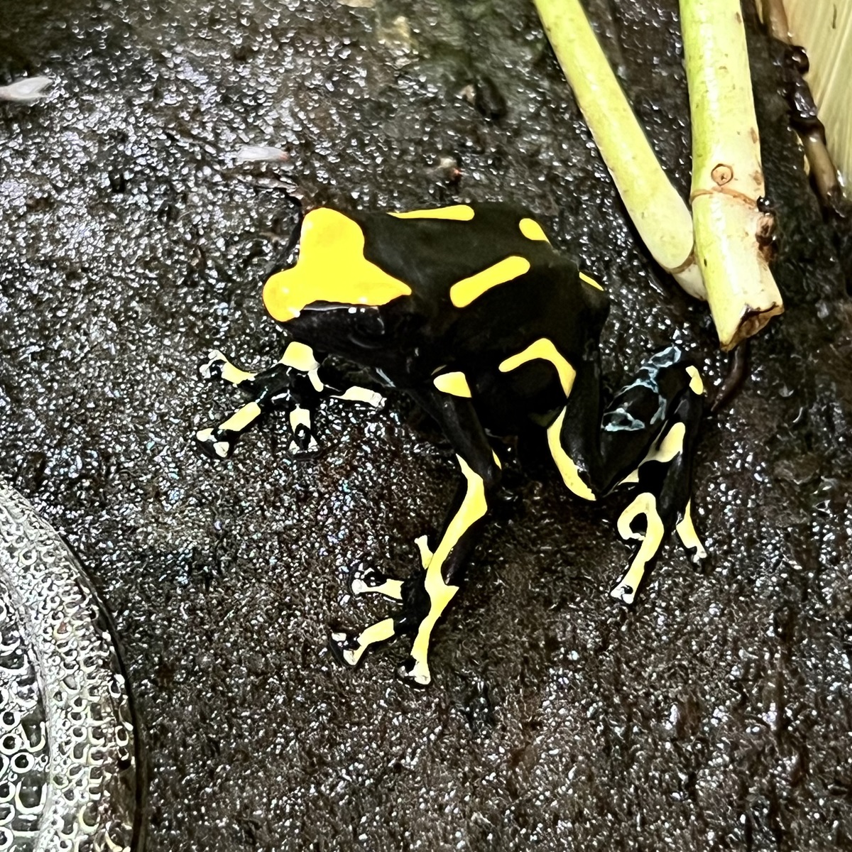 Dendrobates tinctorius Alanis