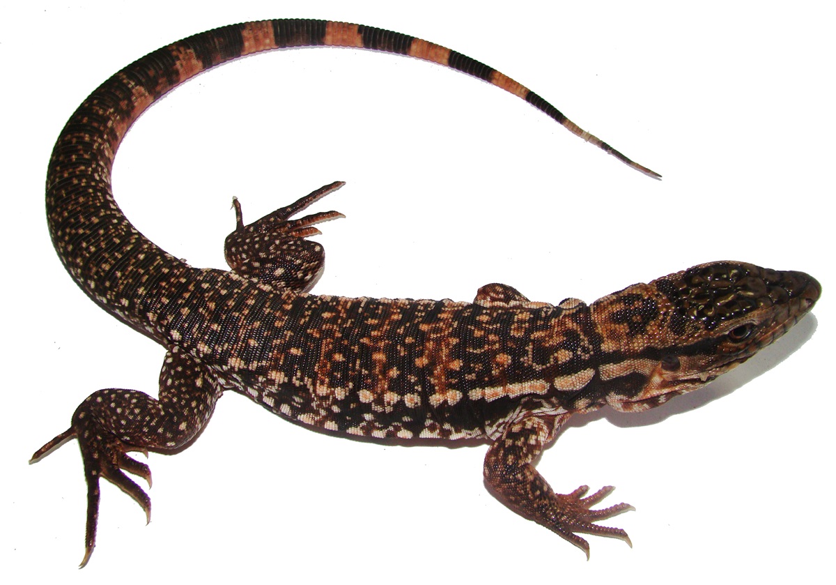 Salvator (Tupinambis) rufescens - Roter Teju