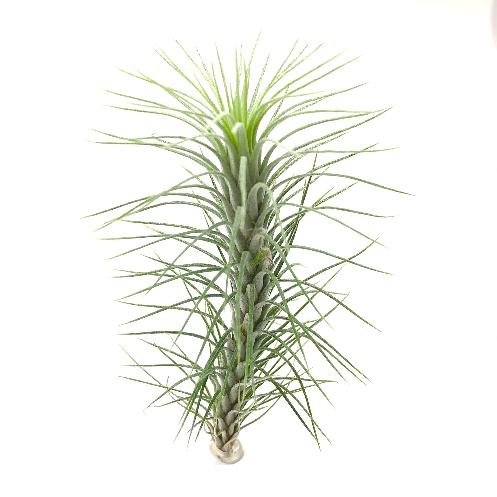 Tillandsia funckiana
