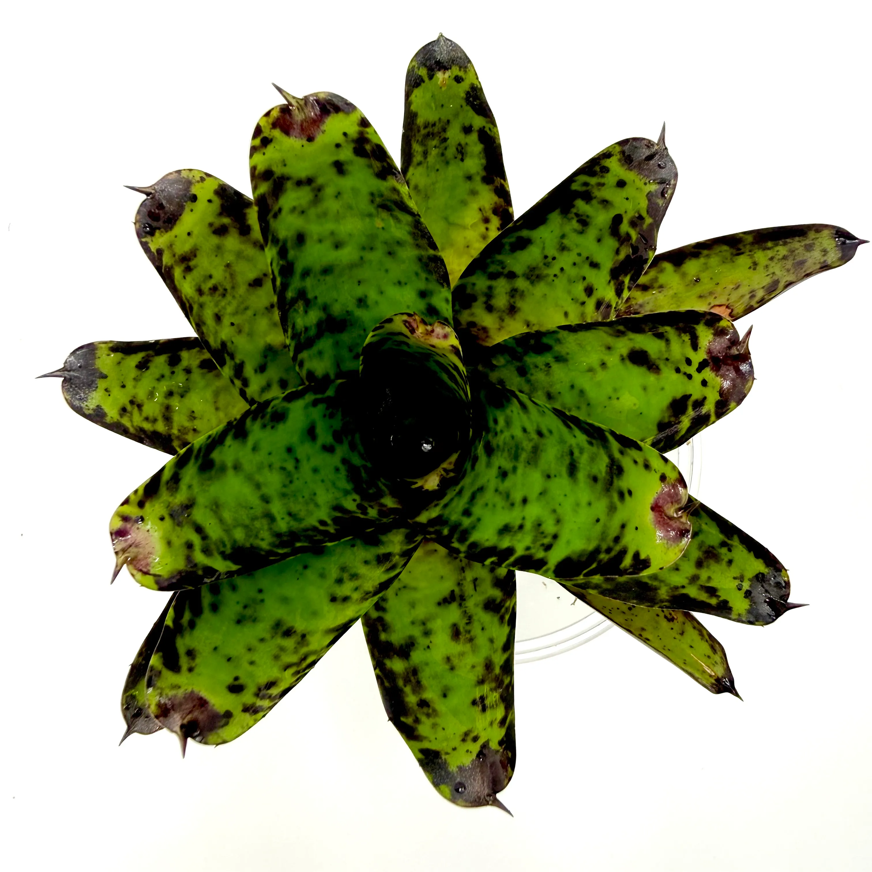 Neoregelia tristis