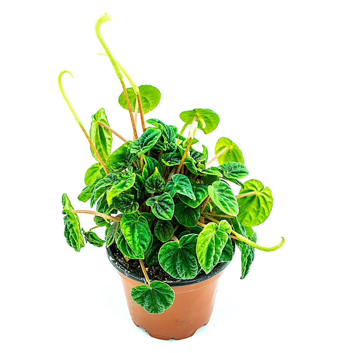 Peperomia caperata lilian