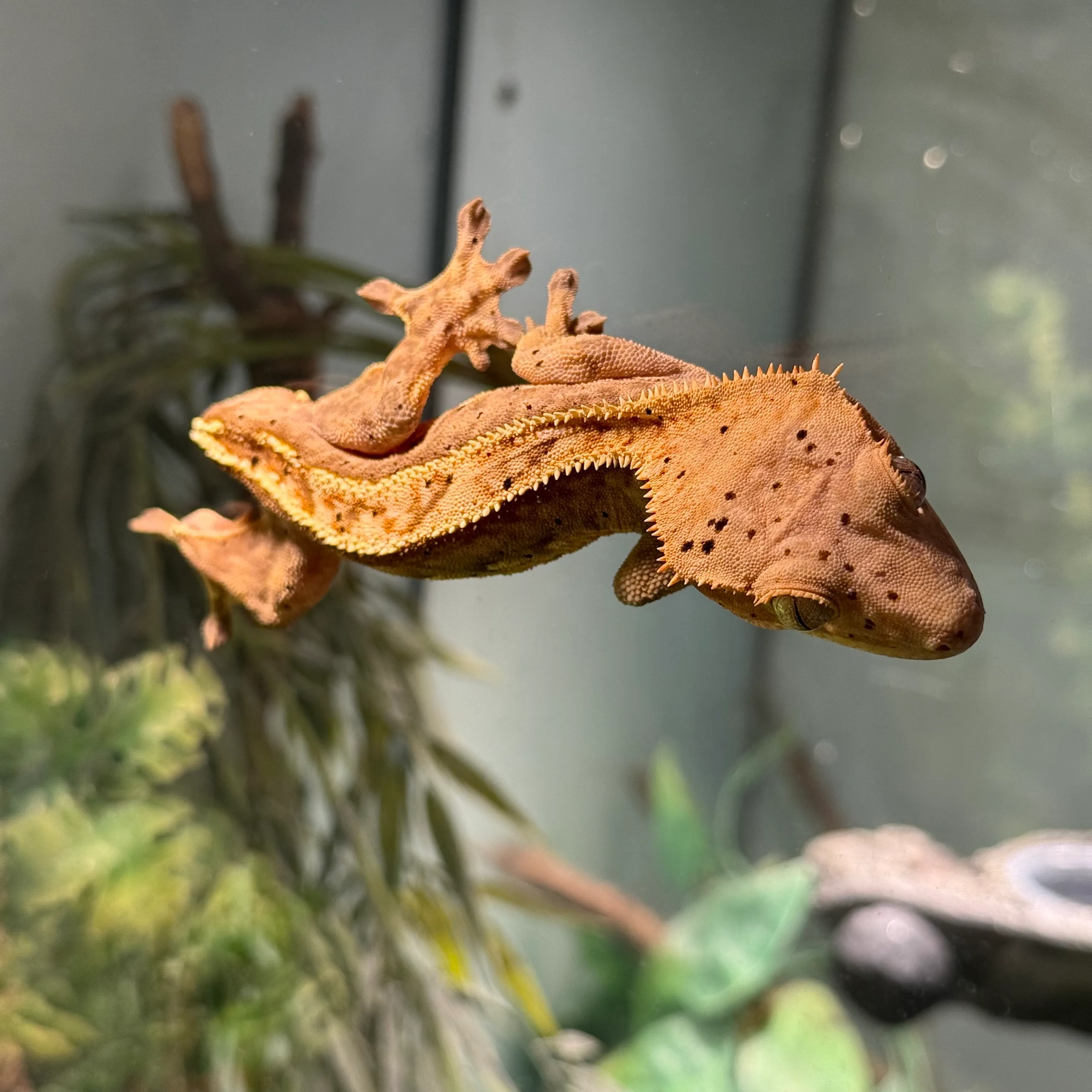 Portholes Partial Pinstripe Halloween