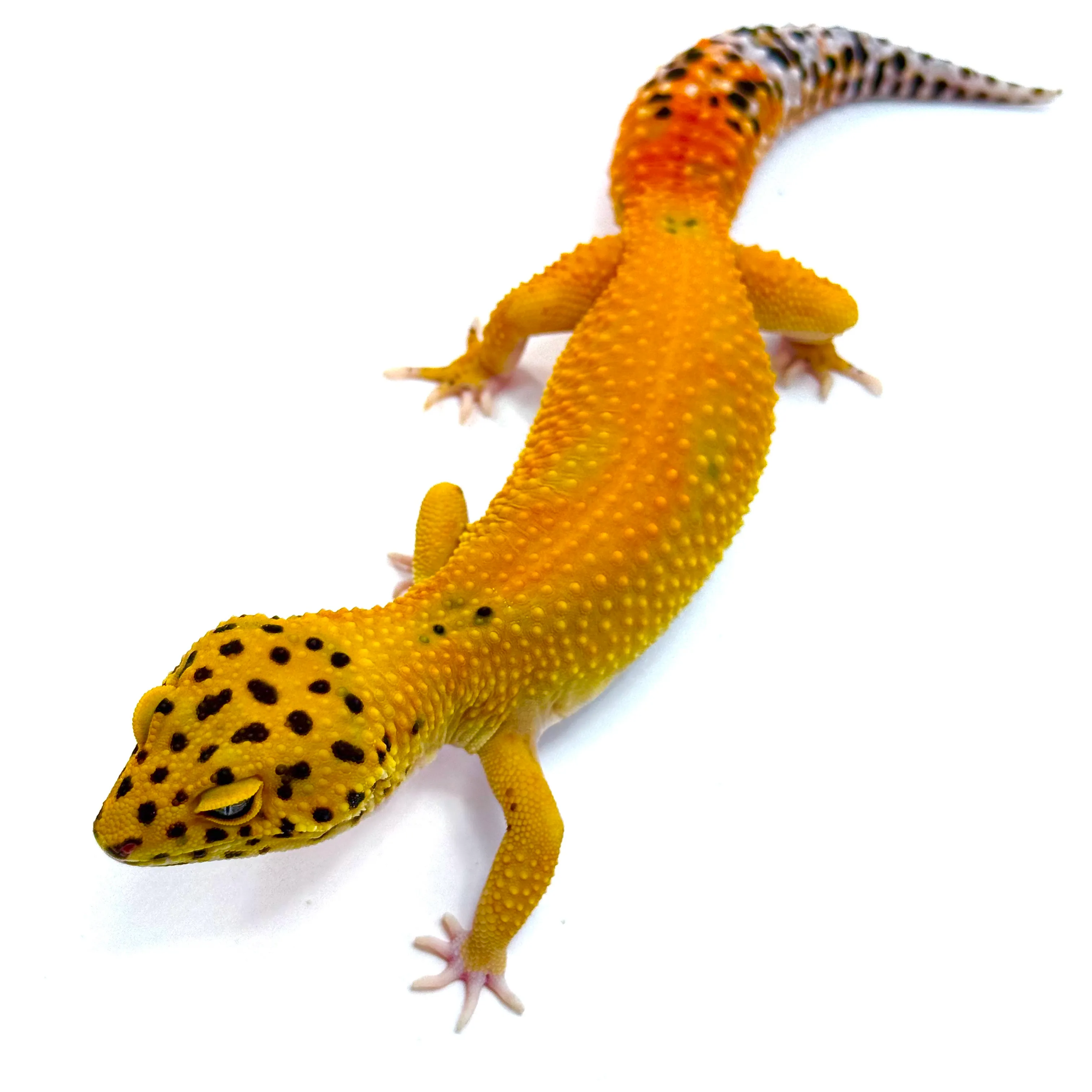 Tangerine Leopardgecko