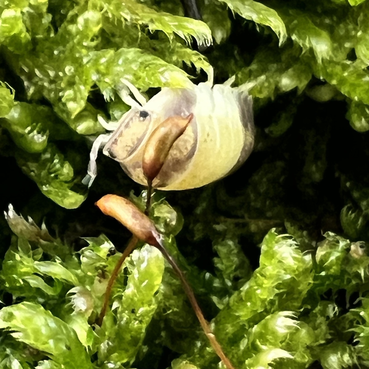Cubaris sp. Panda King 20 Tiere