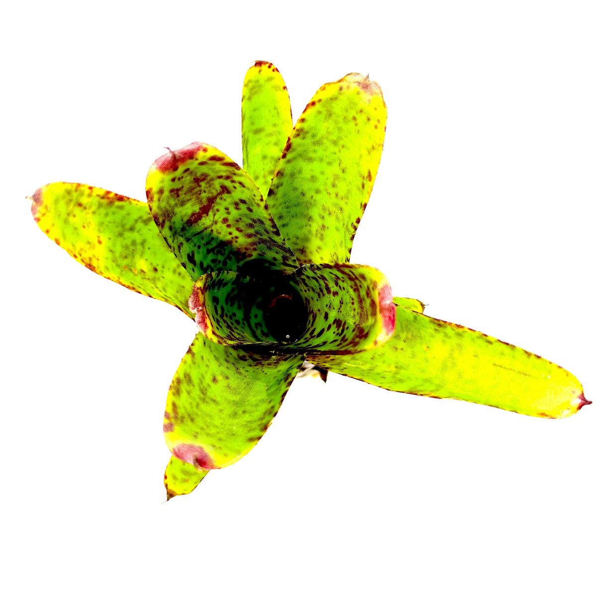 Neoregelia red lips mini