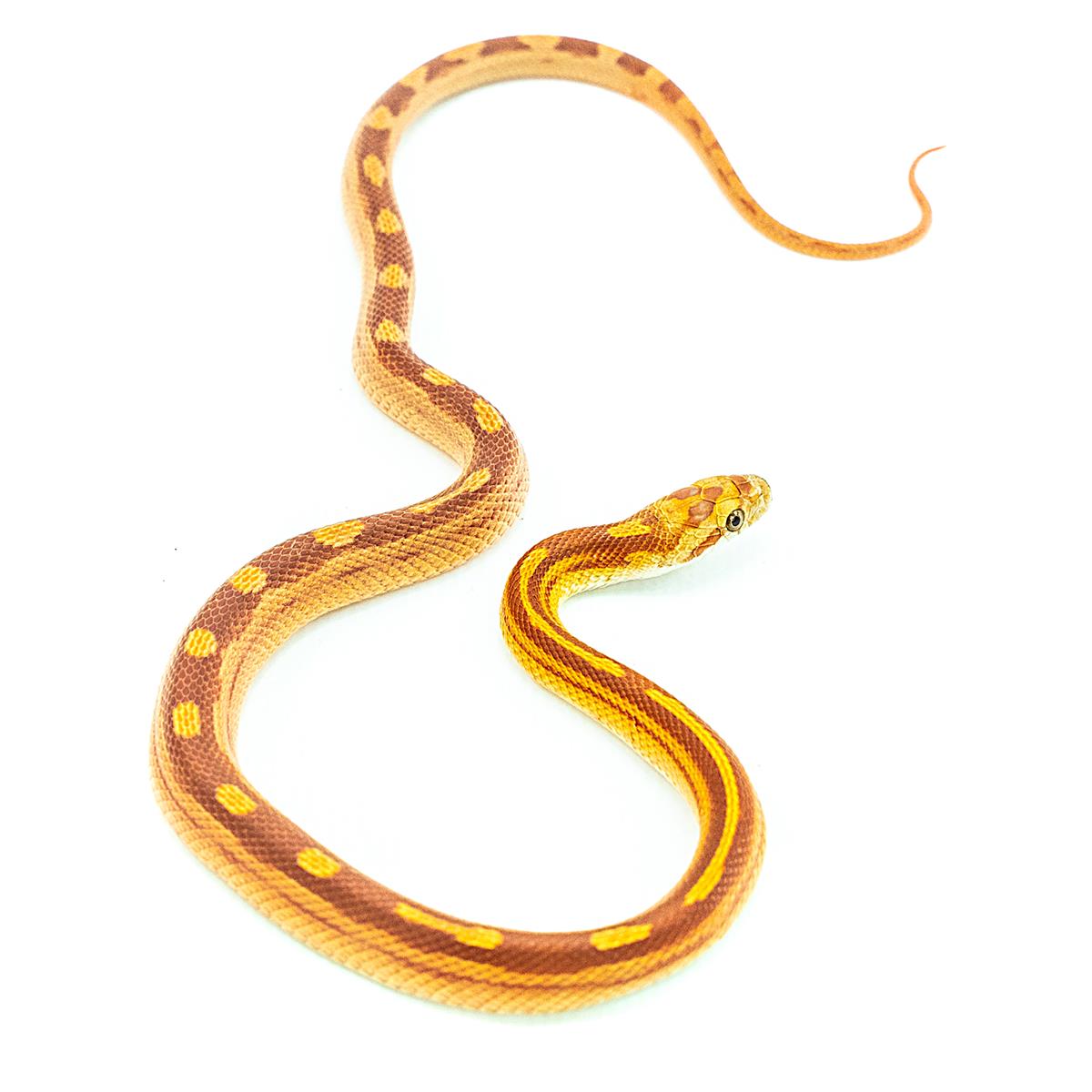 Bloodred Striped Kornnatter Pantherophis guttatus