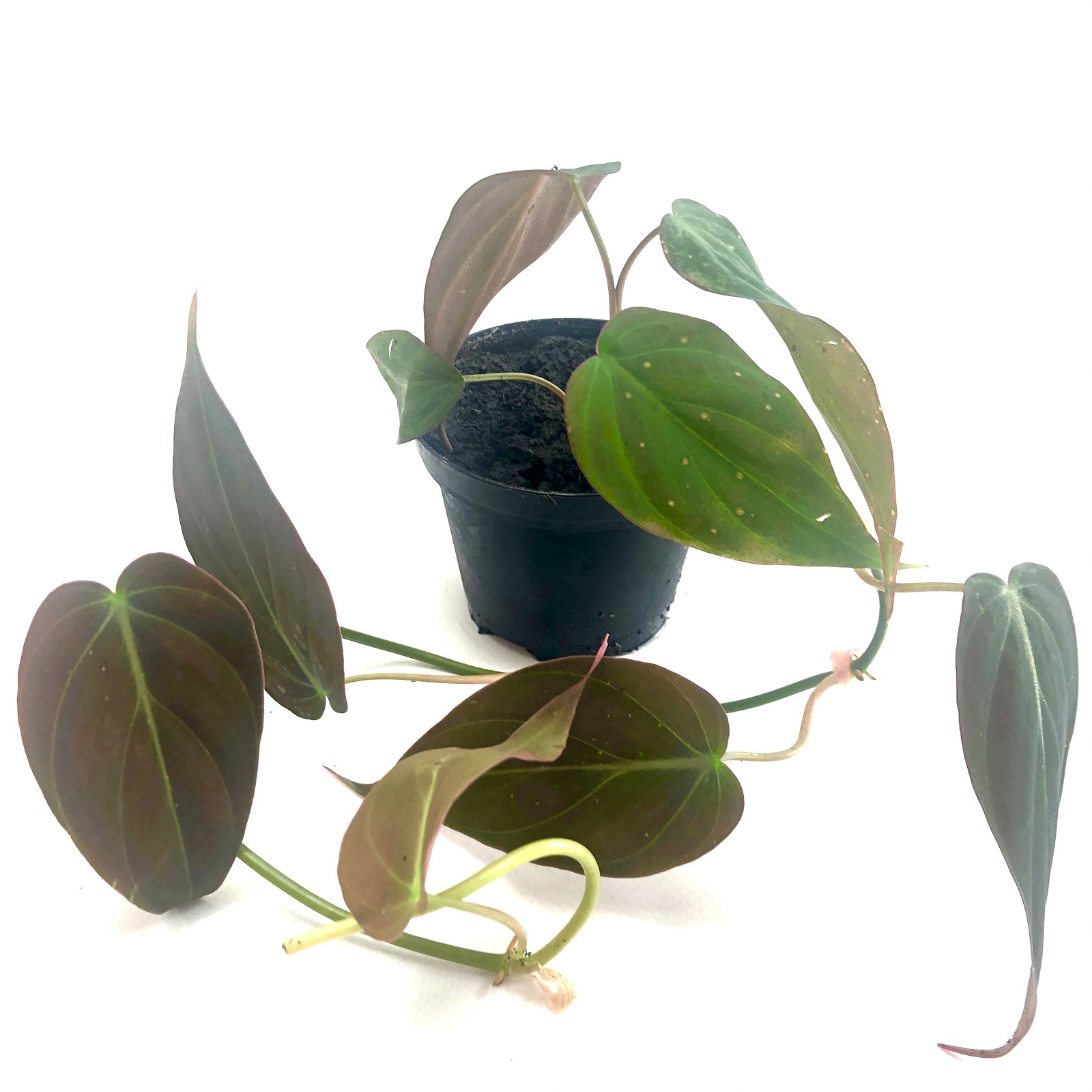 Philodendron hederaceum micans