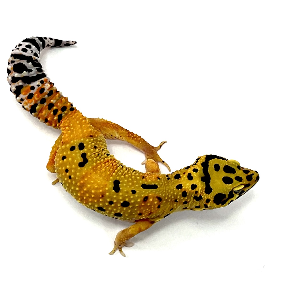 TangerineTornado Leopardgecko TangerineTornado Leopardgecko