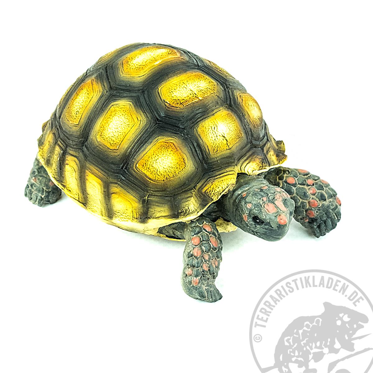 Köhlerschildkröte Chelonoides carbonarius