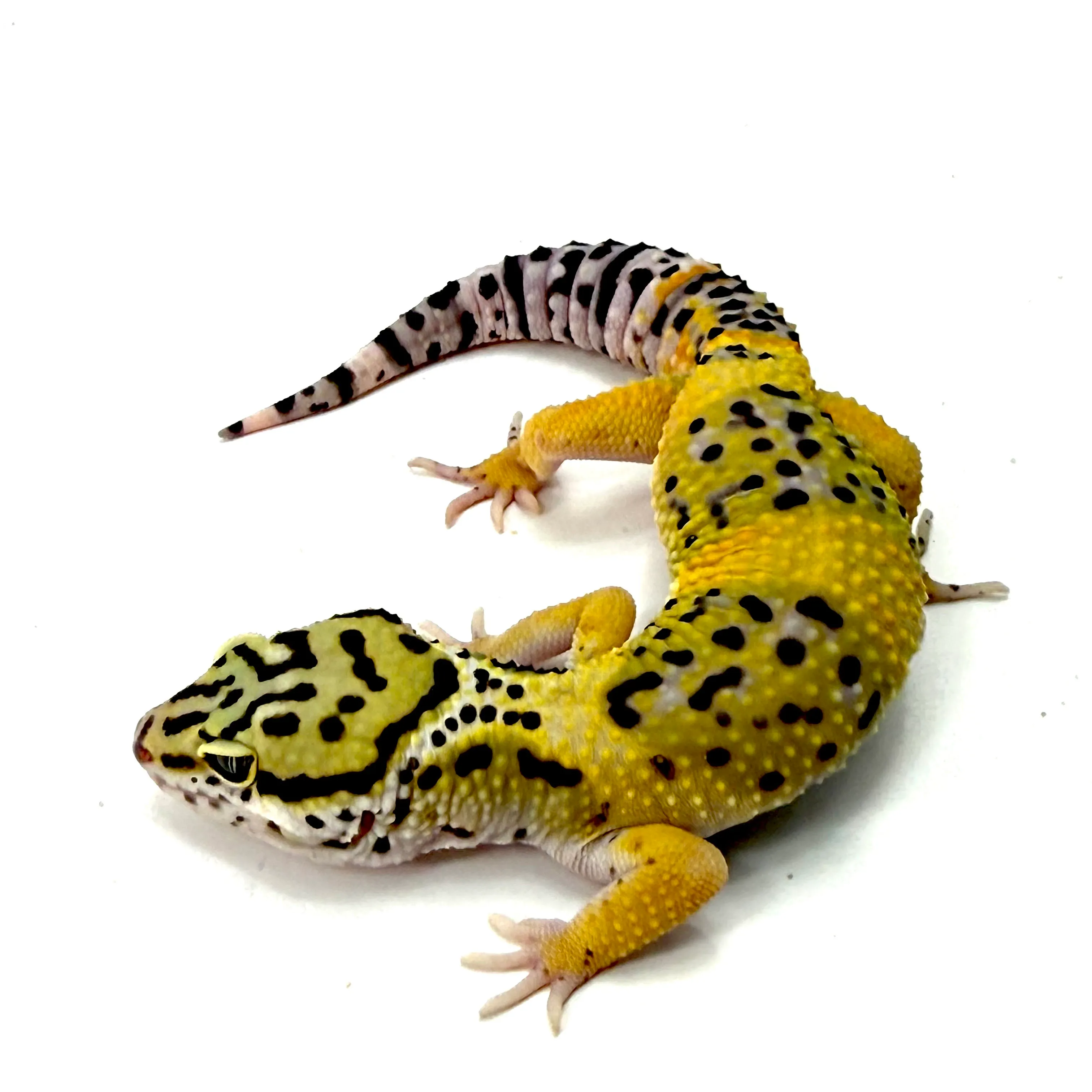 Leopardgecko