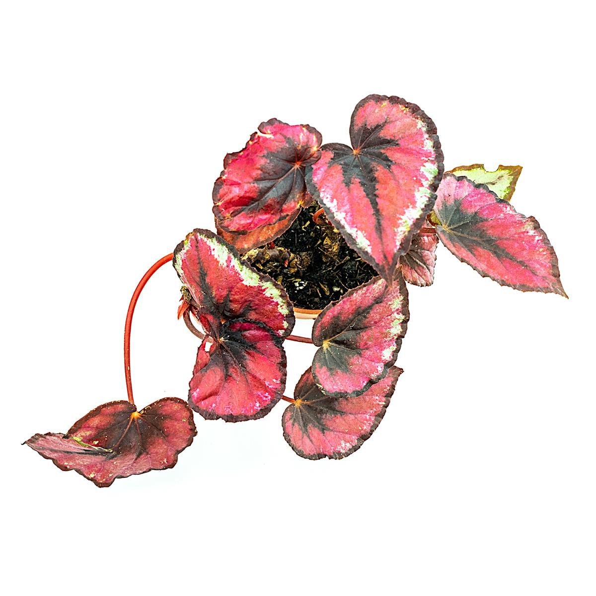 Begonia rex rot Blattbegonie