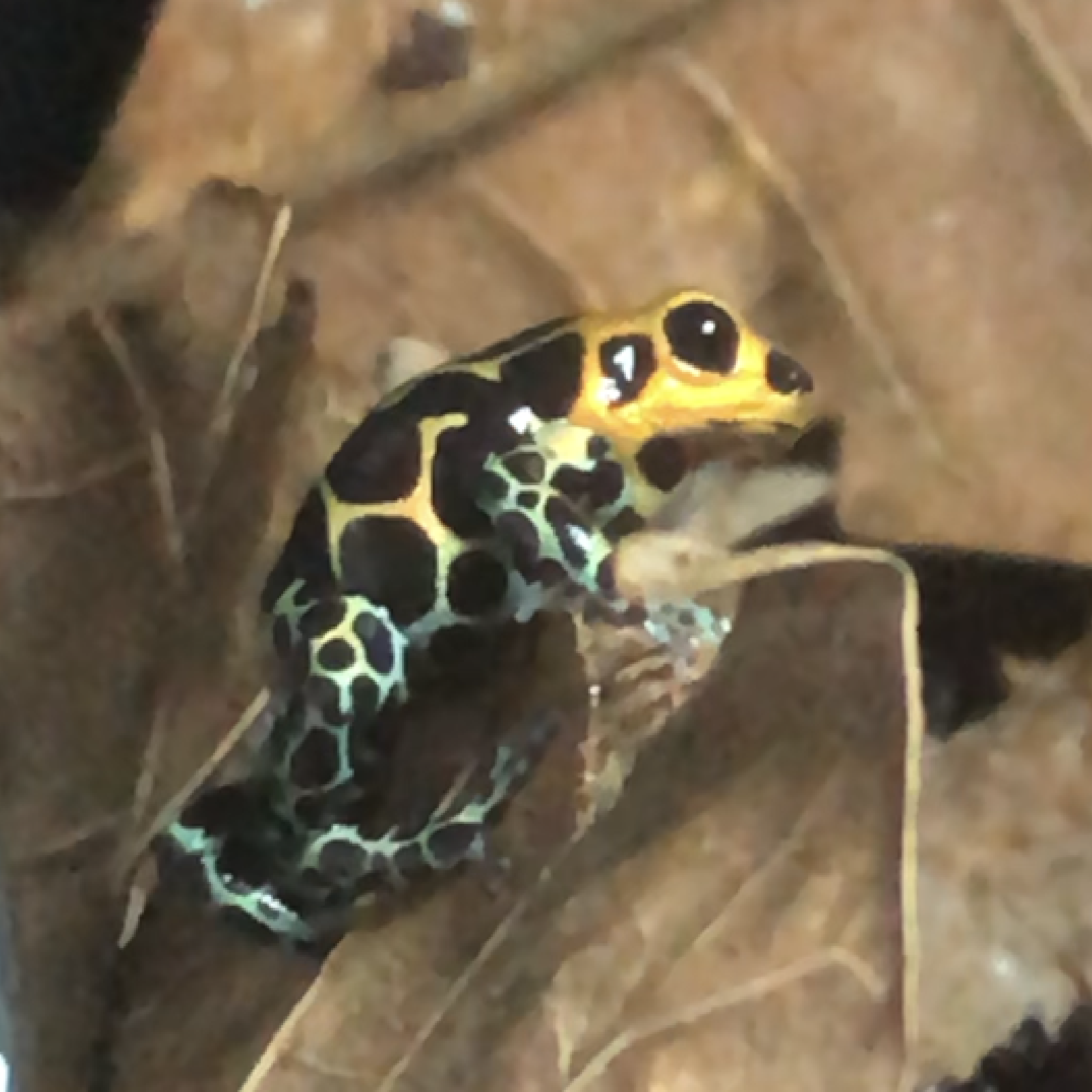 Ranitomeya imitator Chazuta