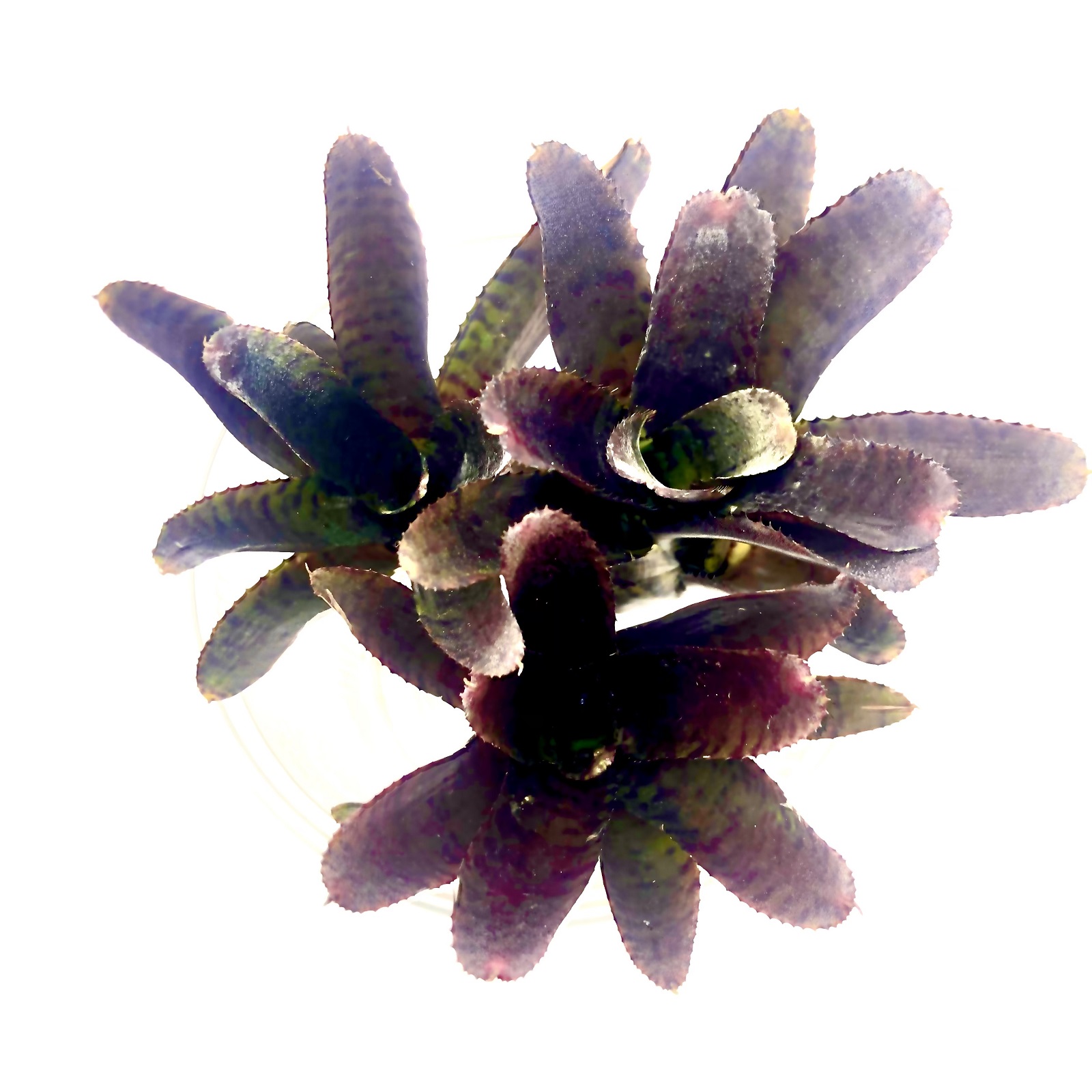 Neoregelia adonis Neoregelia adonis