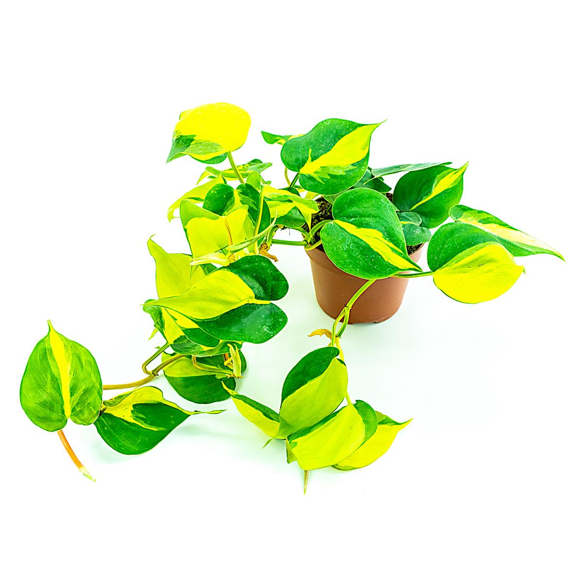 Philodendron scandens Brasil
