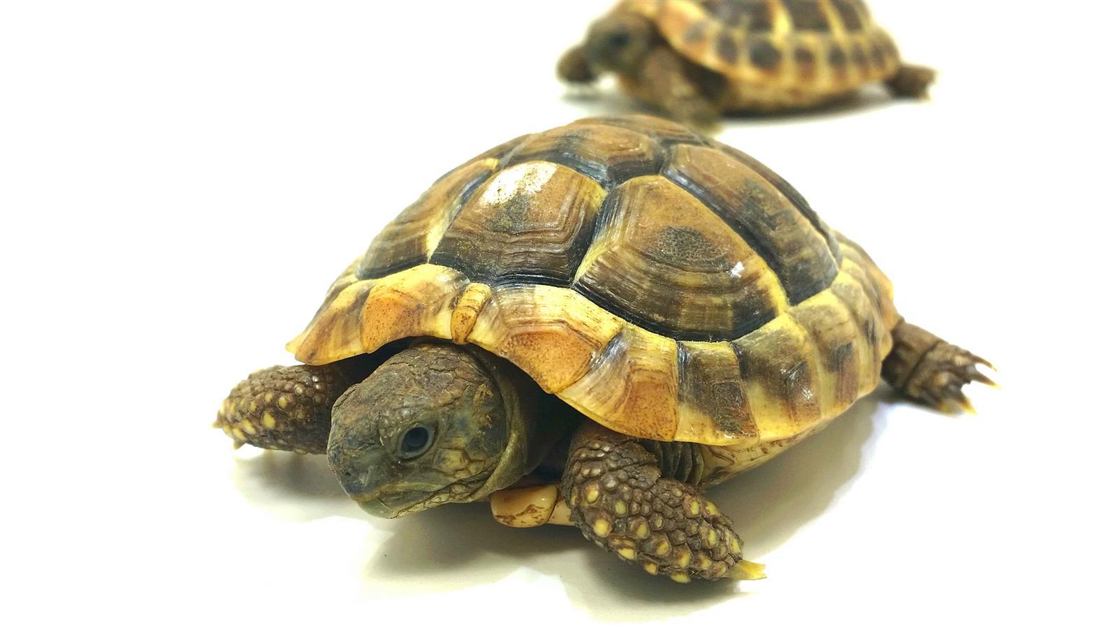 Griechische Landschildkröte Testudo hermanni